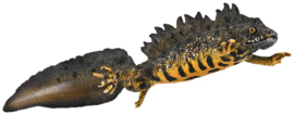 Kamsalamander CollectA 80064  pre order