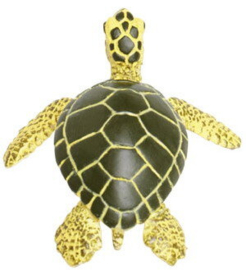 Green Sea Turtle Baby  S201329