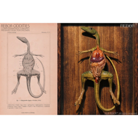 Compsognathus Dissection Rebor Oddities