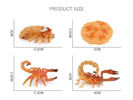 Schorpioen (licht)  levenscyclus