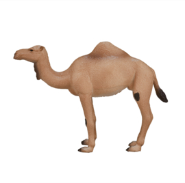 Camel Mojo 387113