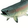 Salmon  S100205