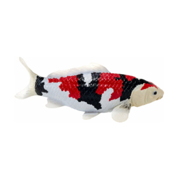 Koi karper Showa Sanshoku Mojö 381103