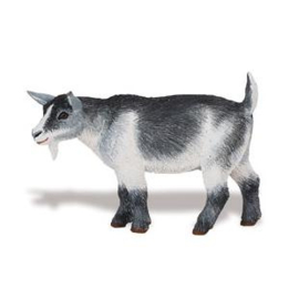 Pygmy Goat S245129