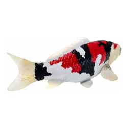 Koi karper Showa Sanshoku Mojö 381103