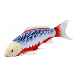 Koi karper Asagi (blue-red)  Mojö 381100