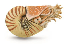 Nautilus pompilius CollectA 88907