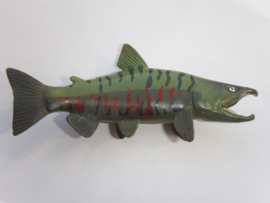 Salmon