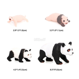 Panda  Levenscyclus