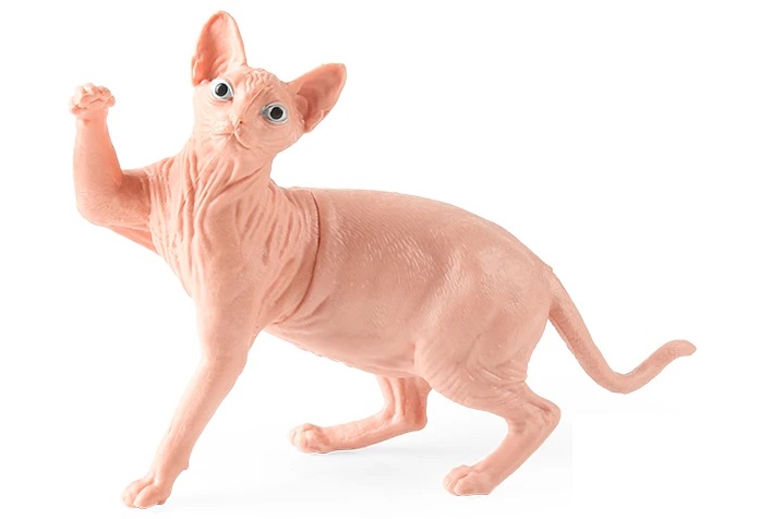 Sfinx cat