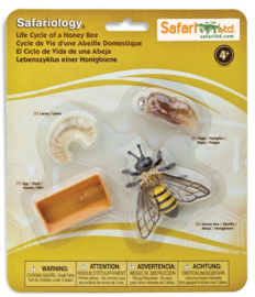 Honeybee Life Cycle          SafariLtd