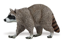 Raccoon S223029