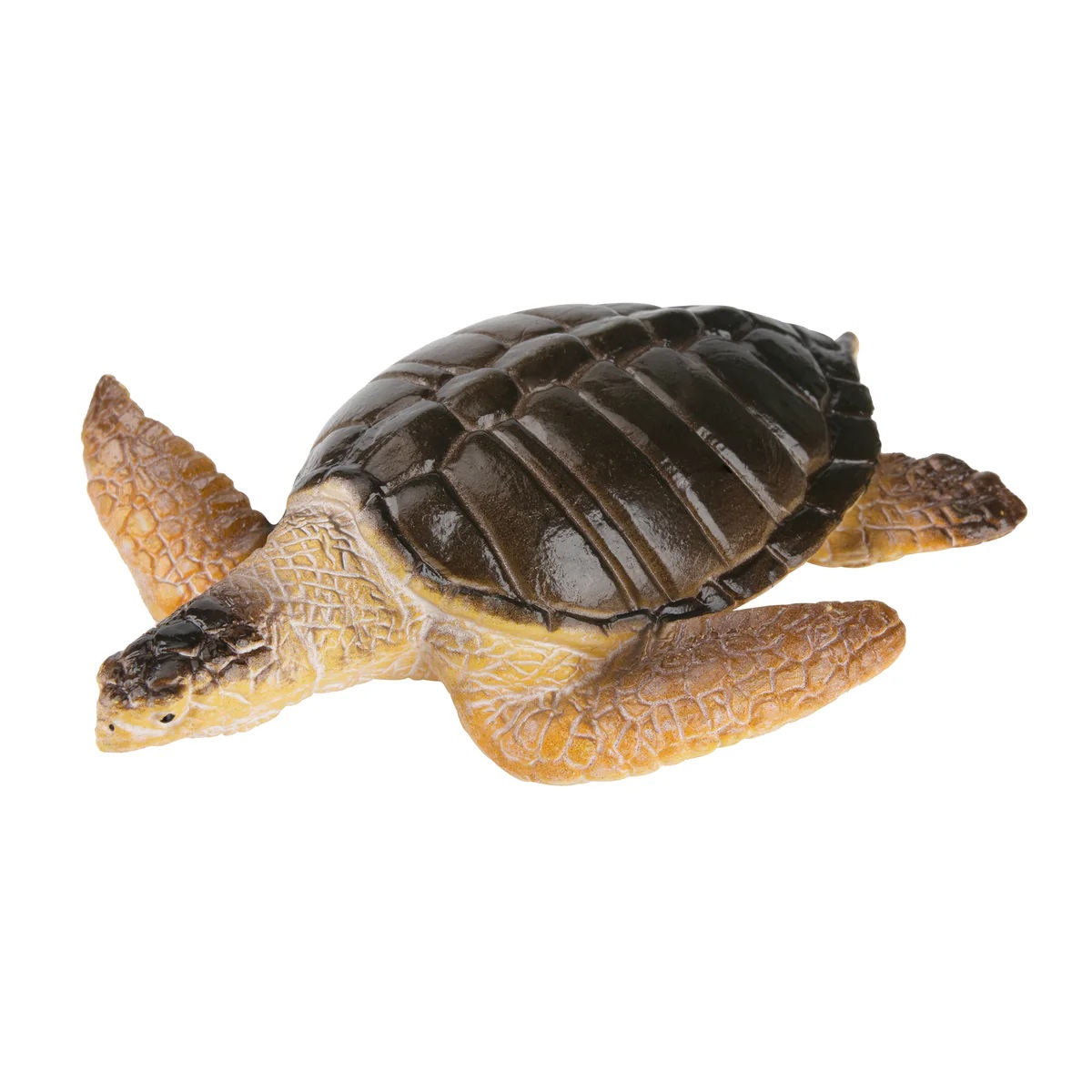 Warana or Pacific ridley sea turtle  Toymany