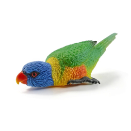 Rainbow Lorikeet