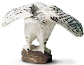 Snowy Owl  S264729