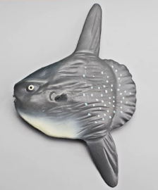Maanvis Sunfish