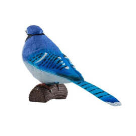 Blue jay  blauwe gaai  Mojo 381145