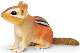 Eastern Chipmunk  263029