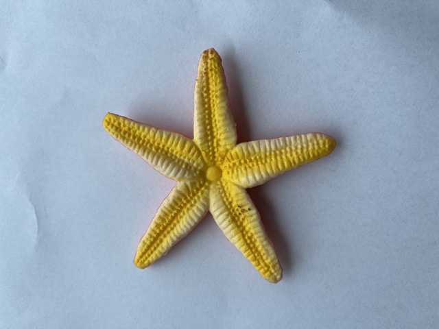 Starfish  orange