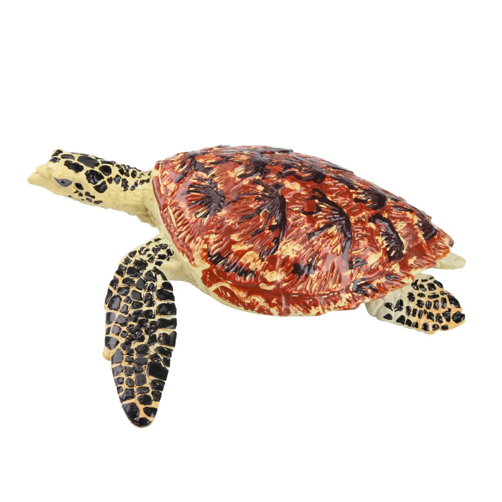 Hawksbill sea turtle  Toymany