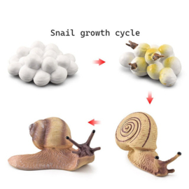 Snail lifecycle