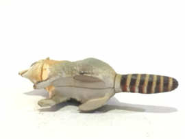 100 Wasbeer  Raccoon  Furuta