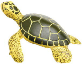 Green Sea Turtle Baby  S201329