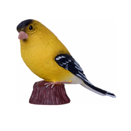 American goldfinch Mojo 381111