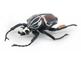 Goliath beetle