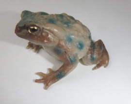 Toad   grey