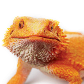 Bearded Dragon  S263129