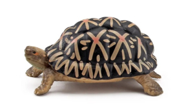 Stralenschildpad klein