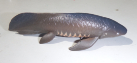 Australian lungfish