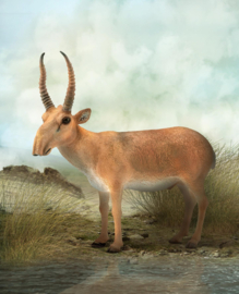 Saiga Antelope CollectA 88808