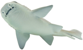 Verpleegsterhaai   S200629