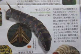 Theratra oldenlandiae  Pijlstaart