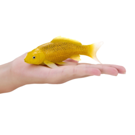 Koi carp Kin Mtsuba Mojö 381105  june  2025