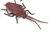 Cockroach  mini