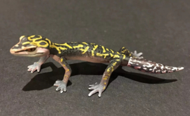 194  Spotted Short Tail Gecko Lizard