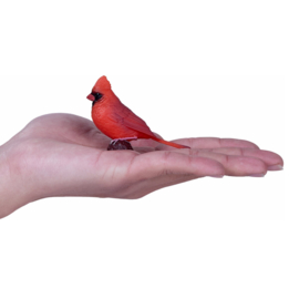 Rode kardinaal  Mojo