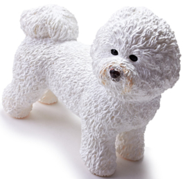 Bichon Frise  Bichon Frise