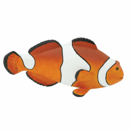 Ocellaris clownfish  S261829