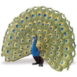 Peacock   S264629