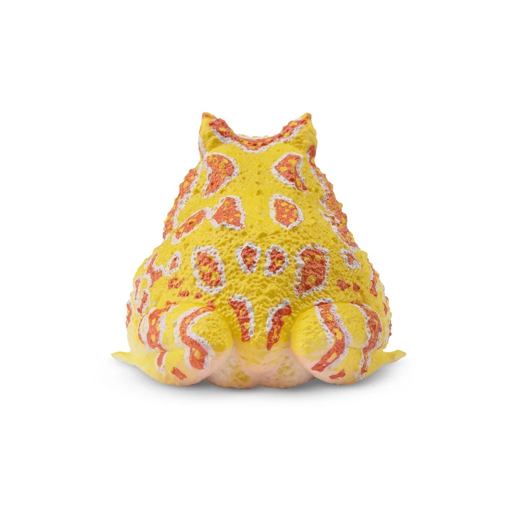 Argentine horned frog  Toymany