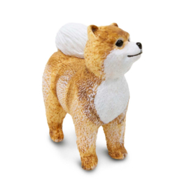 Pomeranian   S100711