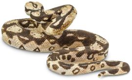 Boa constrictor S 266529