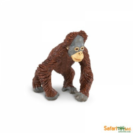 Orangutan baby  S293629