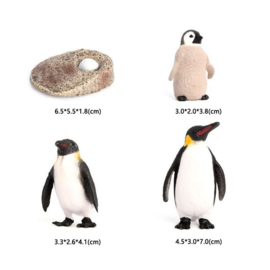 Pinguin levenscyclus