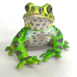 Ishikawa's Frog