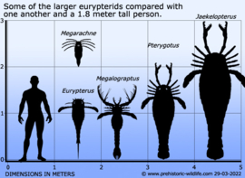 Eurypterus